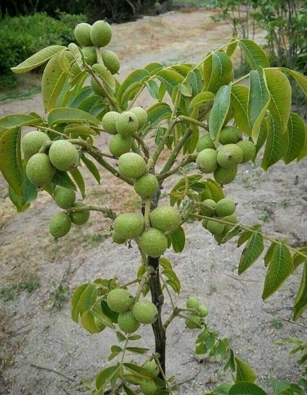 نهالستان جعفری