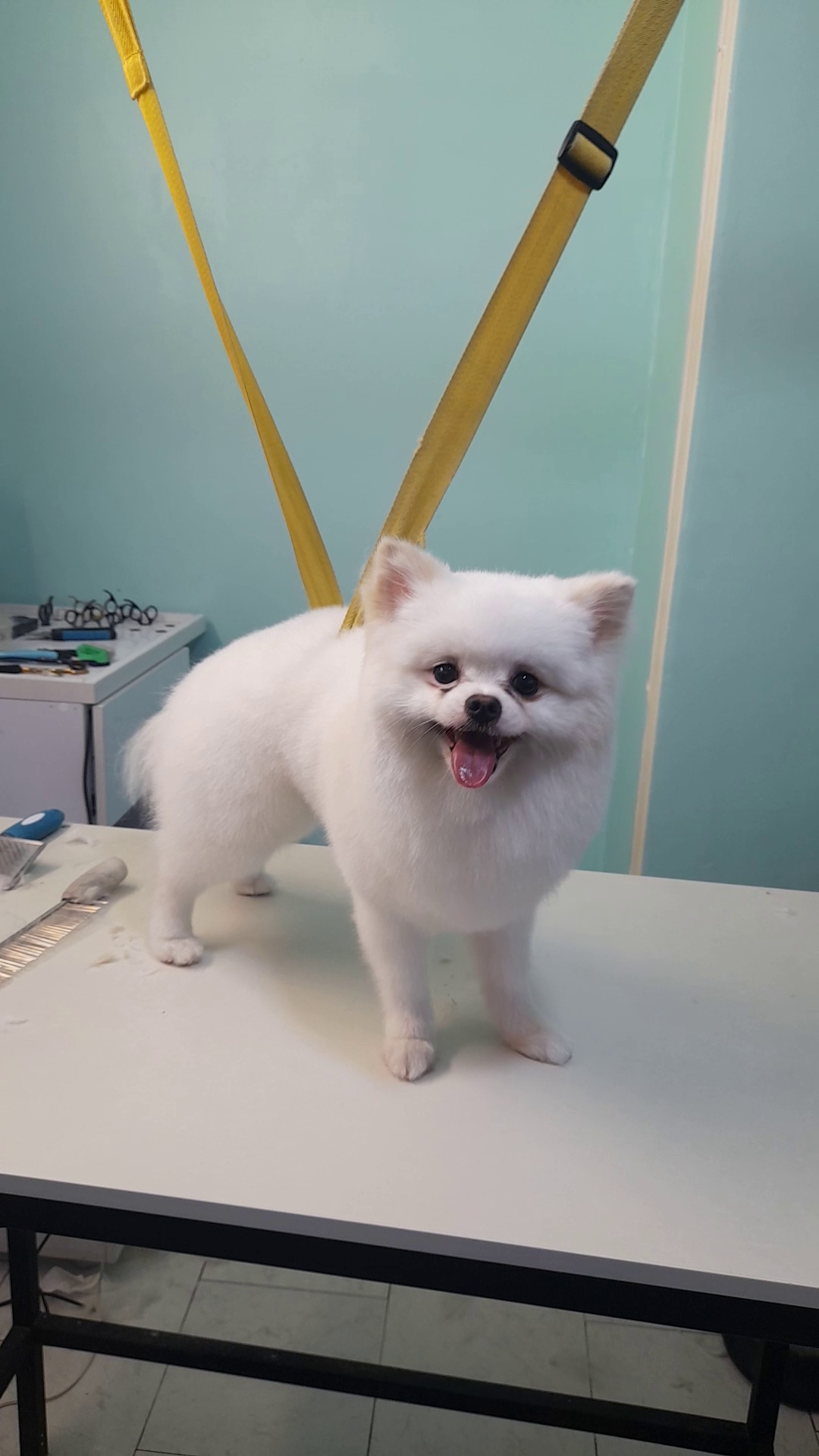 اصلاح و شستشو حیوانات خانگی بدون بیهوشی