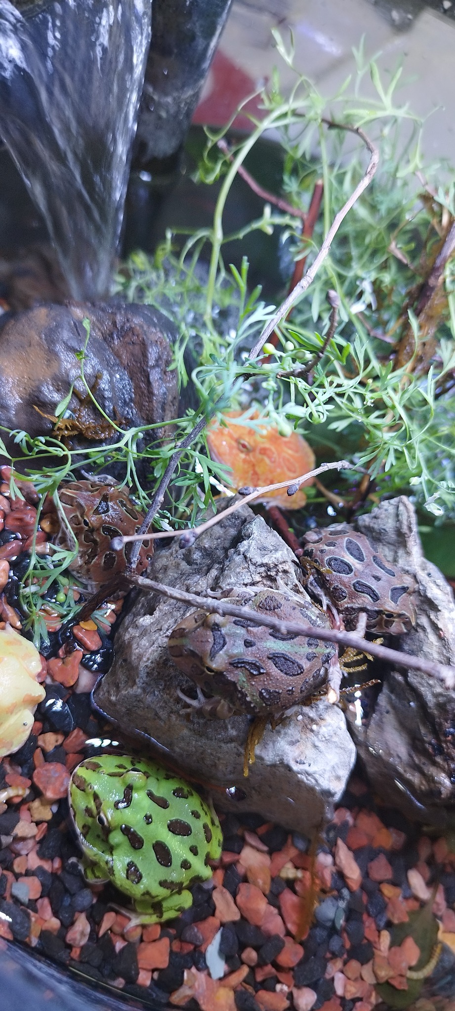 آکواریوم مرکزی حسن زاده