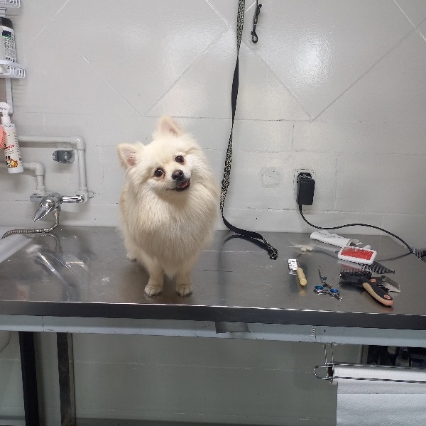 آرایشگاه حیوانات خانگی پنجه