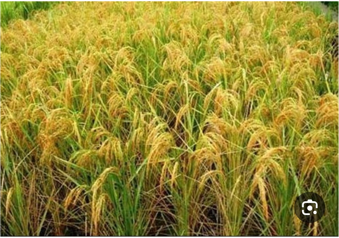 برنج فروشی نیکخواه