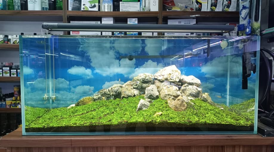 آکواریم برکه کرج