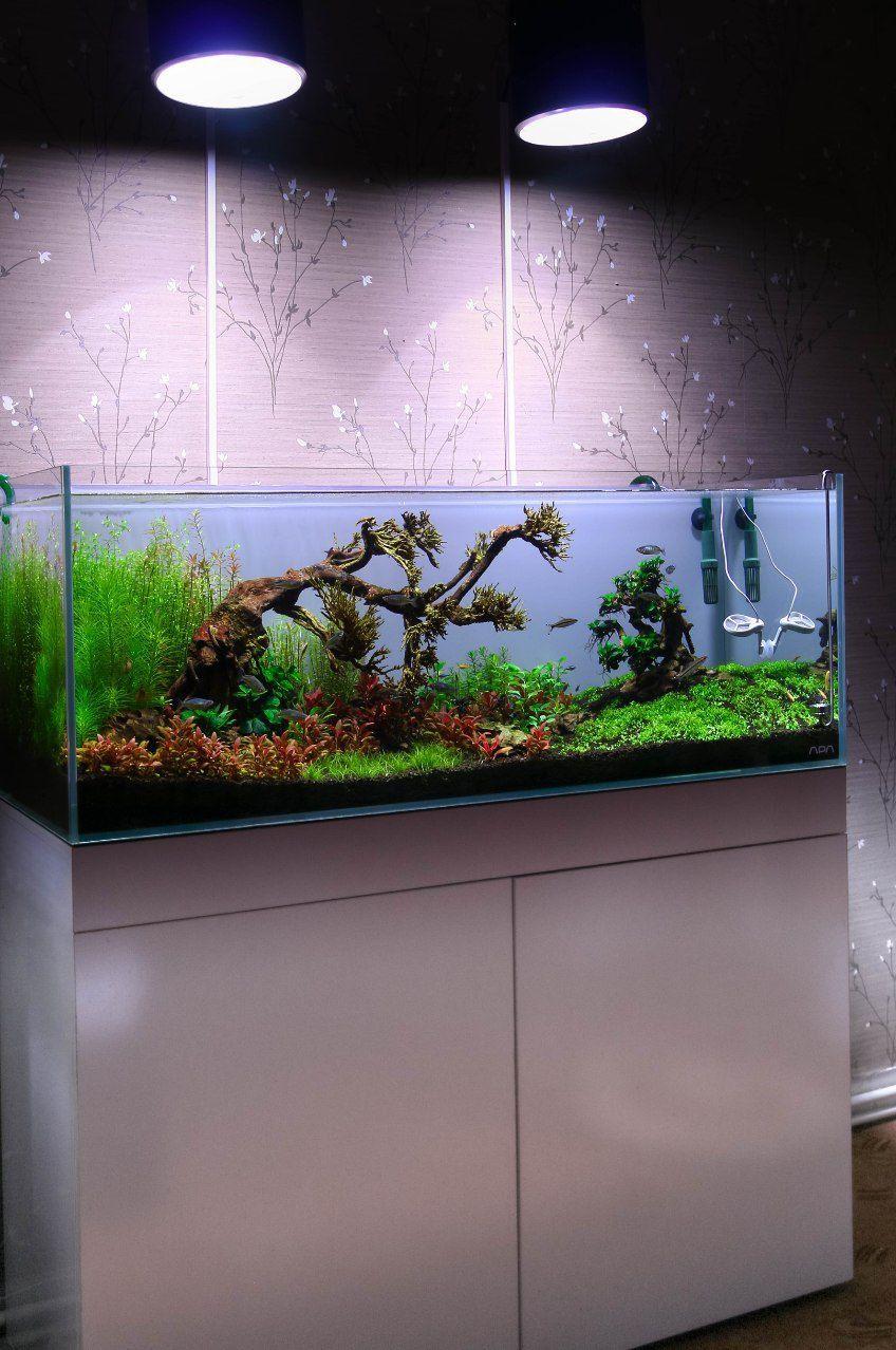 آکواریوم مرجان دریایی