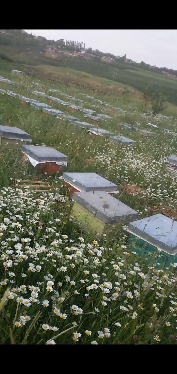 مزرعه زنبور عسل شهنای