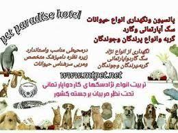 پانسیون پت رفیعی