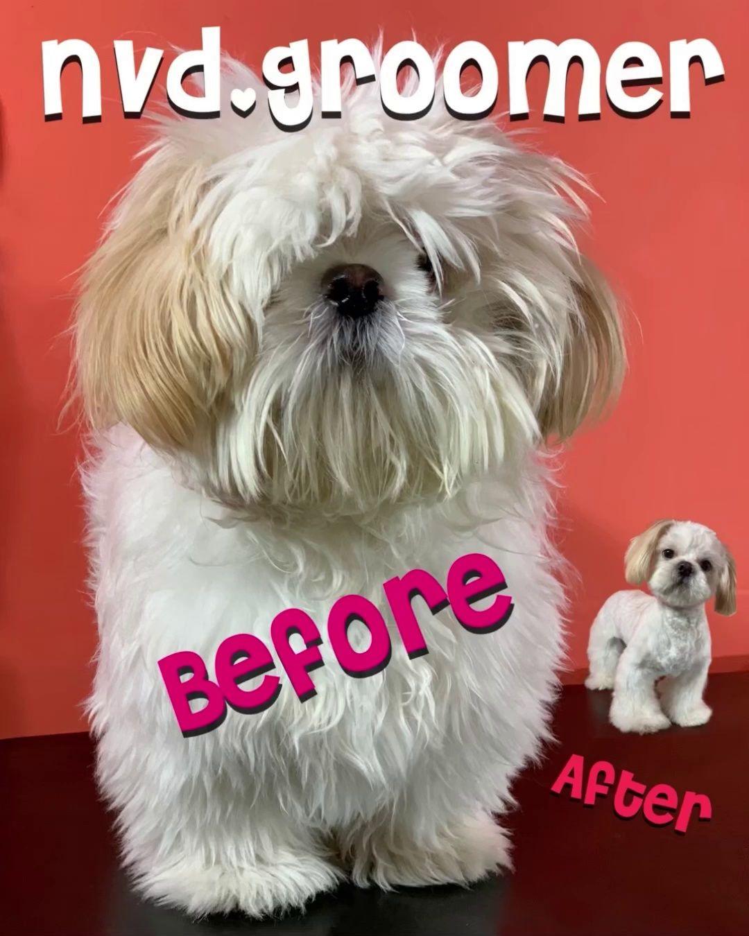 پتشاپ و آرایشگاه کندی