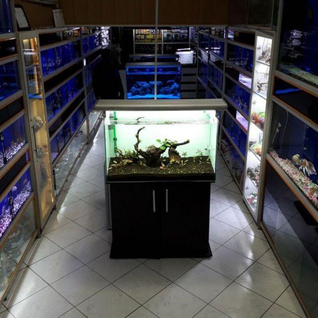 فروشگاه آکواریوم مامیران