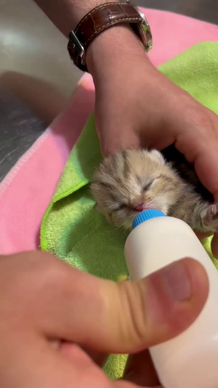 کلینیک دامپزشکی کوروش