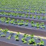 فروشگاه کشاورزی سبزگستر