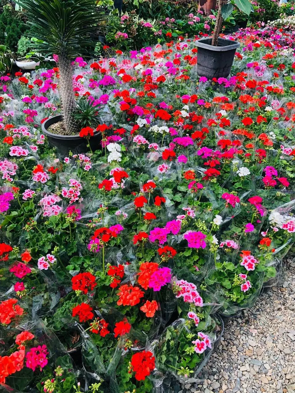 گلفروشی انلاین محمدی