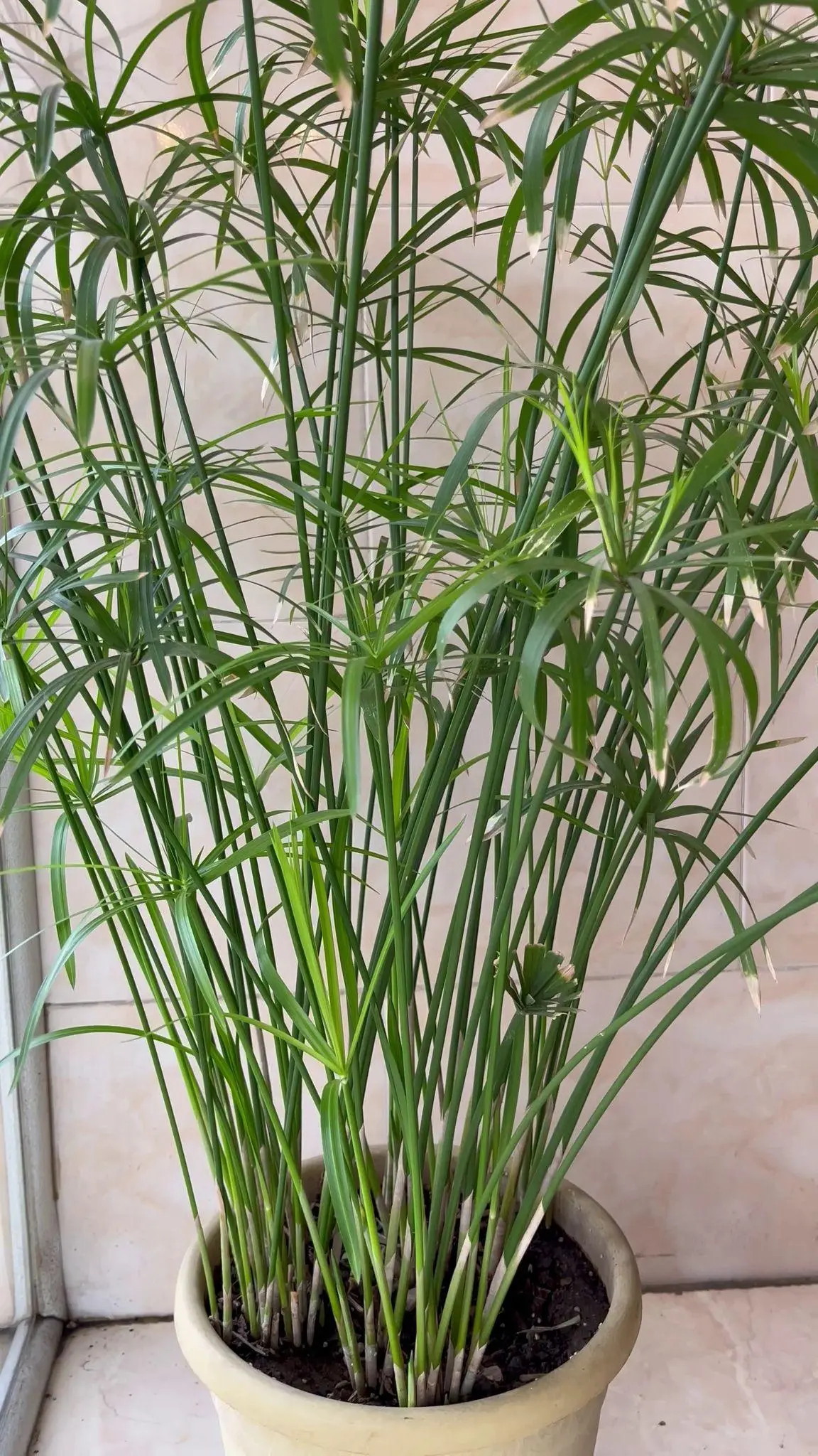 چی چنتا
