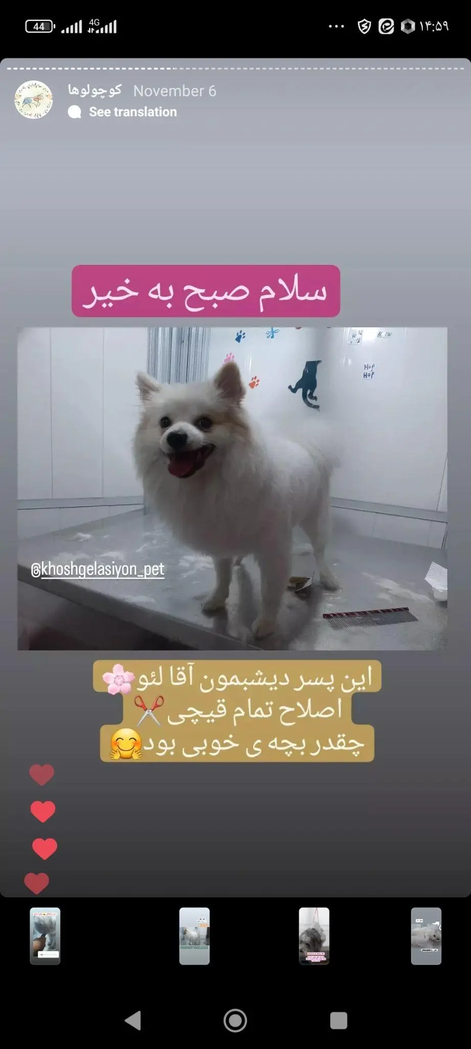 خوشگلاسیون پت اصلاح تخصصی حیوانات خانگی