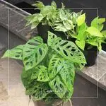 مجموعه کاکتوس ولی
