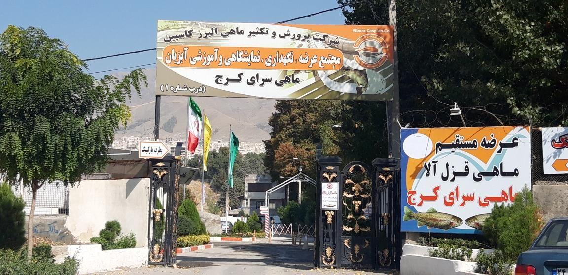 ماهی سرا سرجوب