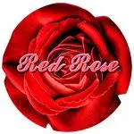 گلفروشی آنلاین Red Rose