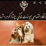 پت شاپ کلینیک دامپزشکی سپنتا