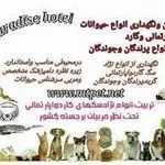 پانسیون پت رفیعی