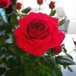 خدمات پرستاری سالمند گل سرخ