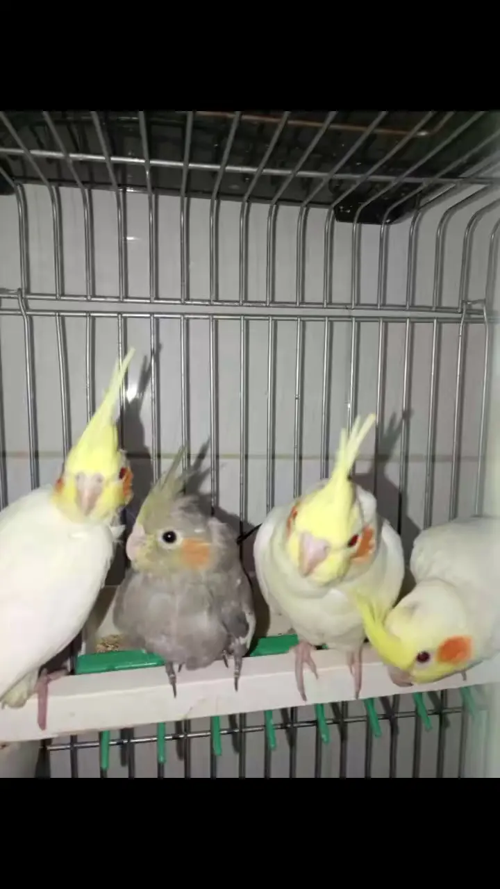 شهر پلاسکو