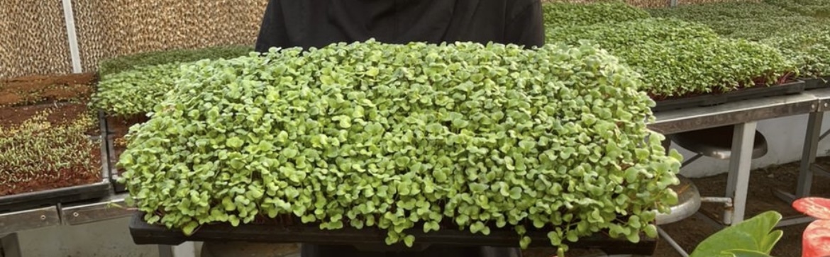 میکروگرین ارگانیک