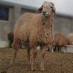 فروش دام زنده فیضی